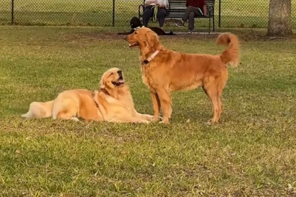 Reef (links) blitzt bei dem anderen Golden Retriever immer wieder ab - der schaut ihn nicht mal an.