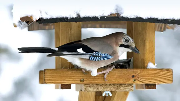 Ein Eichelhäher sitzt in einem schneebedeckten Vogelhaus.