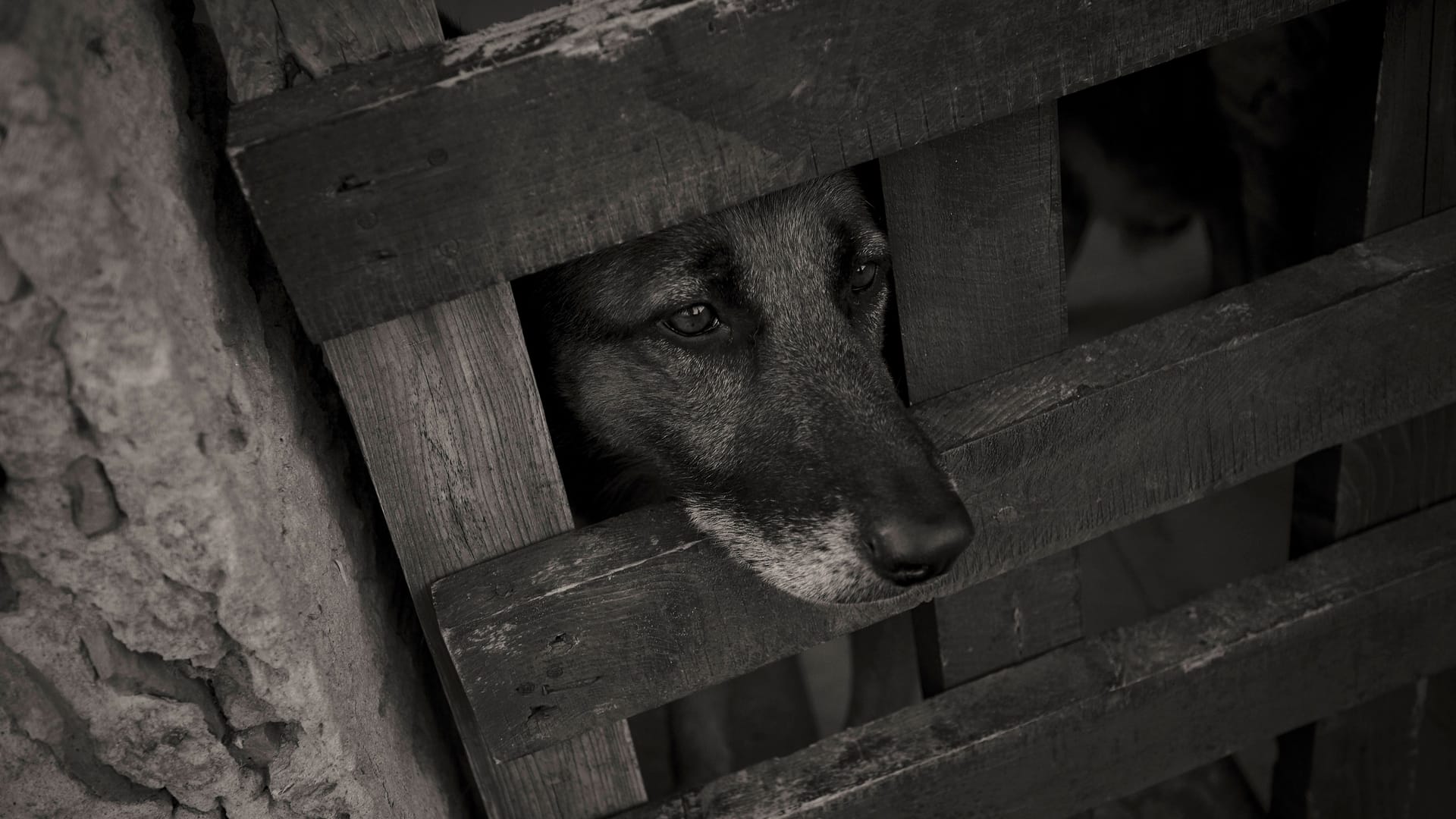 Ein Hund (Symbolbild): Im Tierheim Arche Noah in Brinkum ist ein alter Bekannter eingezogen.