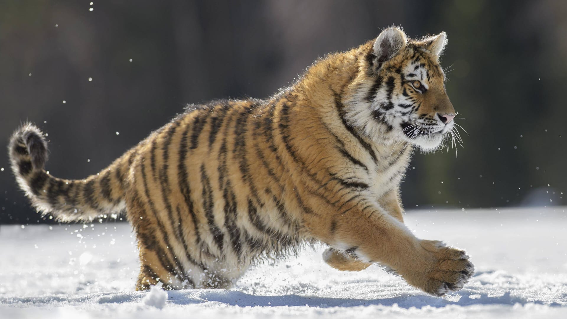 Ein Sibirischer Tiger im Schnee (Symbolbild): Der Kölner Zoo öffnet auch am Wochenende. Ein Sibirischer Tiger im Schnee (Symbolbild): Der Kölner Zoo öffnet auch am Wochenende.