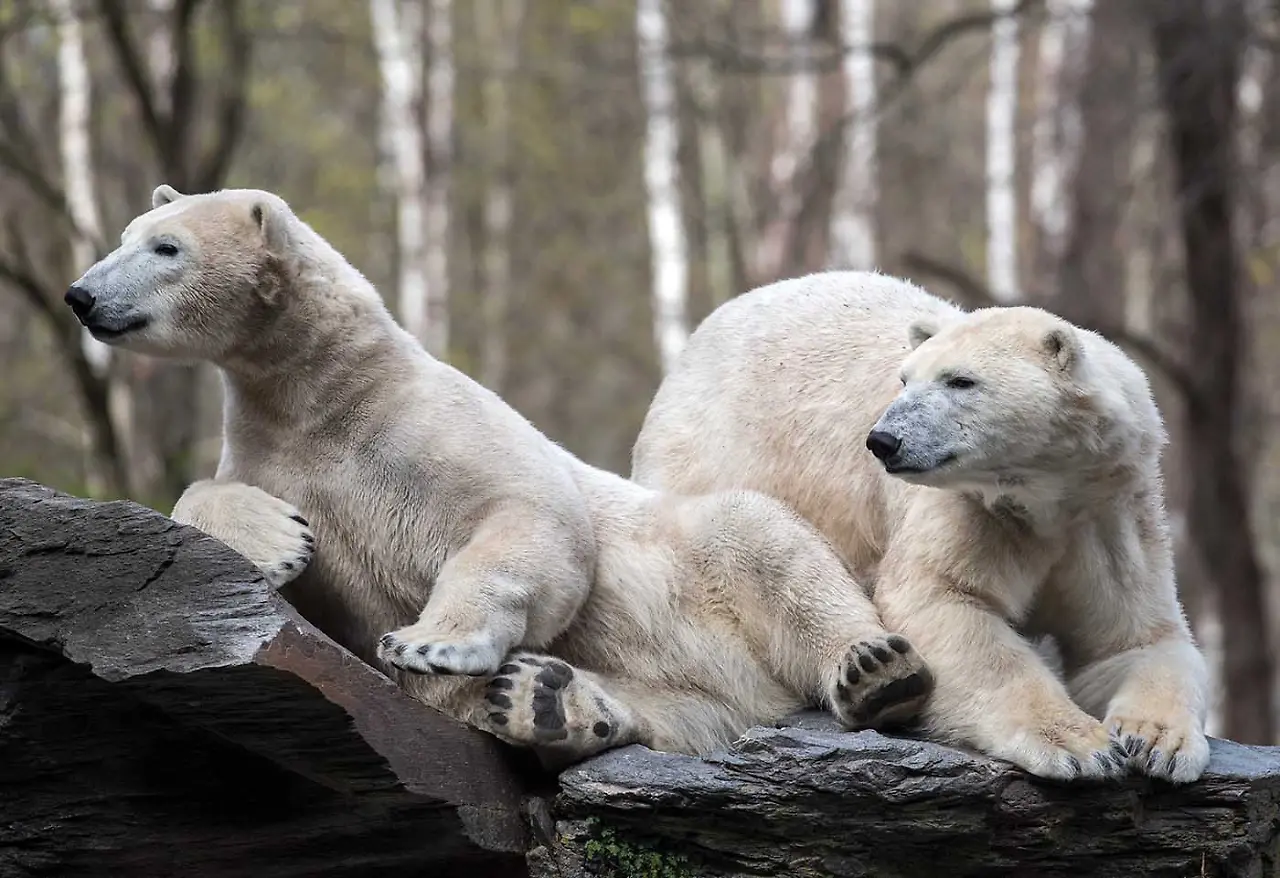 Eisbär_Tierpark Berlin.jpg Eisbär_Tierpark Berlin.jpg