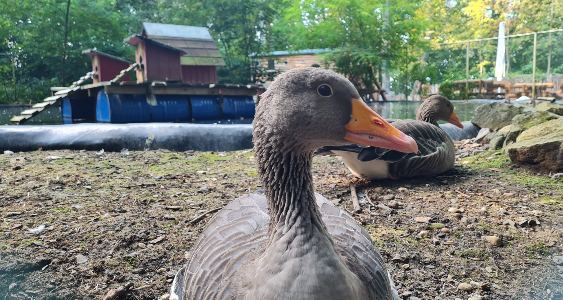 Geflügelpest: Stadt hebt Stallpflicht und Verbot von Taubenausstellungen auf