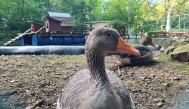 Geflügelpest: Stadt hebt Stallpflicht und Verbot von Taubenausstellungen auf