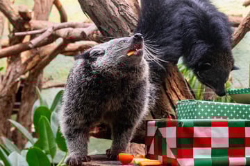 Mehlwürmer in Weihnachtskugeln: Tierische Bescherung für die Zoobewohner