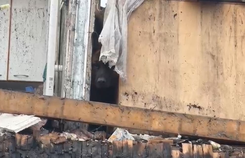 Der erste  Rettungsversuch am Donnerstagabend scheiterte. Dabei verletzte sich auch ein Feuerwehrmann