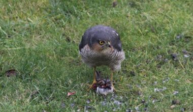Rentnerin zückt im richtigen Moment die Kamera und fotografiert Naturspektakel