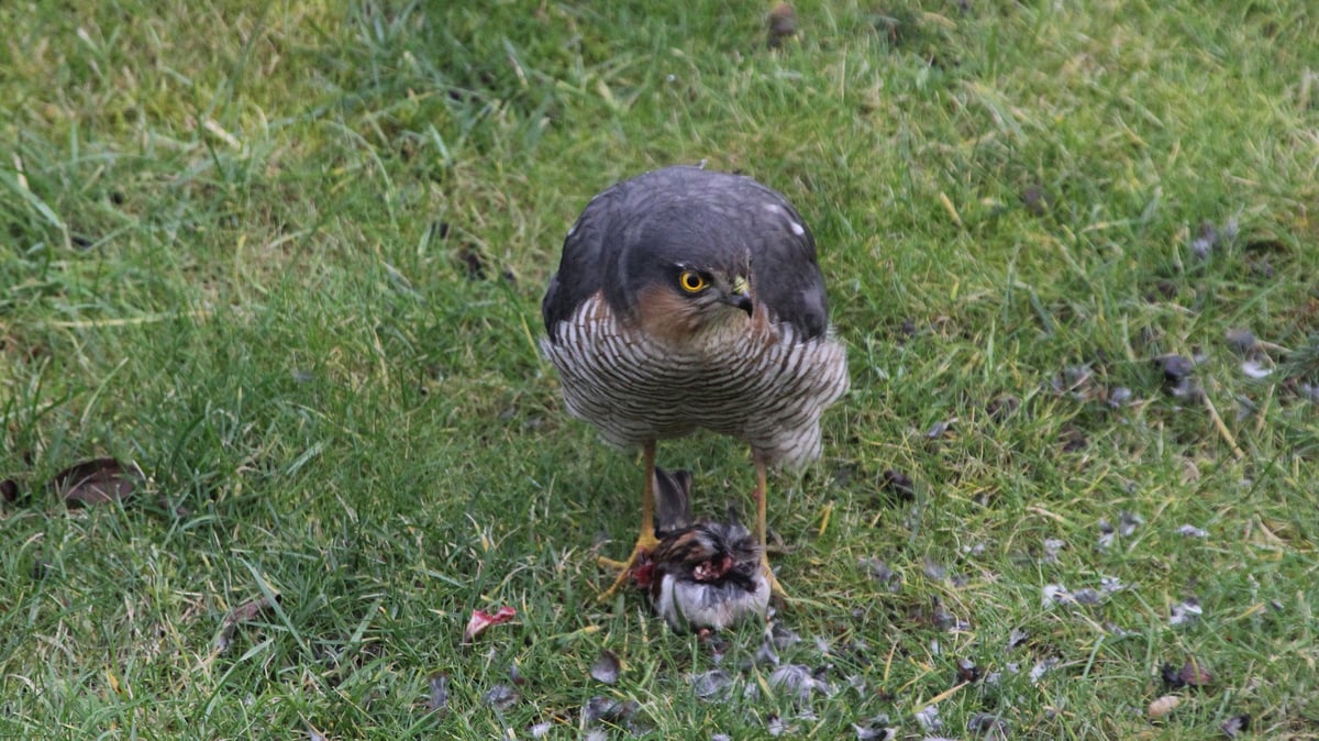 Rentnerin zückt im richtigen Moment die Kamera und fotografiert Naturspektakel