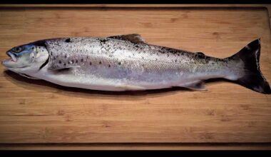 Neuer Fischratgeber: Welchen Fisch darf man essen?