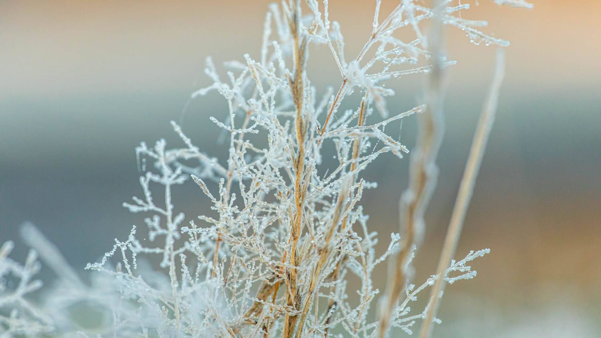 Frost in Sachsen (Archivbild):