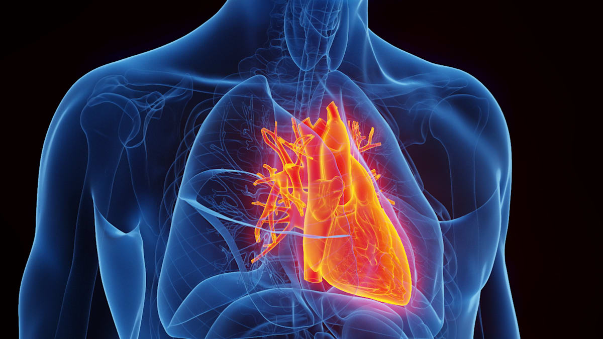 „Dann gibt man Vorhofflimmern die Chance, einen krankhaften Umbau im Herzen voranzutreiben“ - WELT