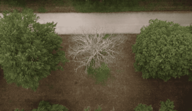 Gesperrte Wege im Großen Garten Dresden werden wieder geöffnet