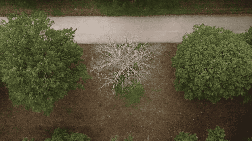 Gesperrte Wege im Großen Garten Dresden werden wieder geöffnet