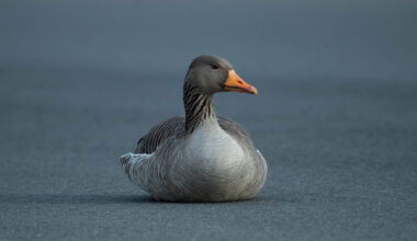 Warnung vor Geflügelpest – Tote Graugänse entdeckt