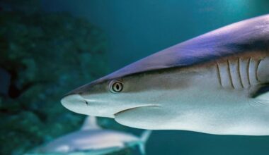 Forschende der TU Dresden entdecken Ratschen-Mechanismus