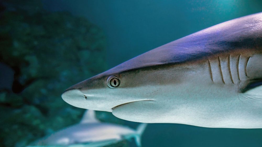 Forschende der TU Dresden entdecken Ratschen-Mechanismus