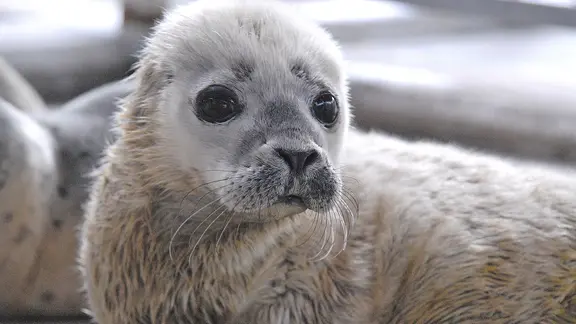 Der Heuler "Lea" liegt in der Seehundstation Norddeich auf dem Boden. | Seehundstation Norddeich Der Heuler "Lea" liegt in der Seehundstation Norddeich auf dem Boden.