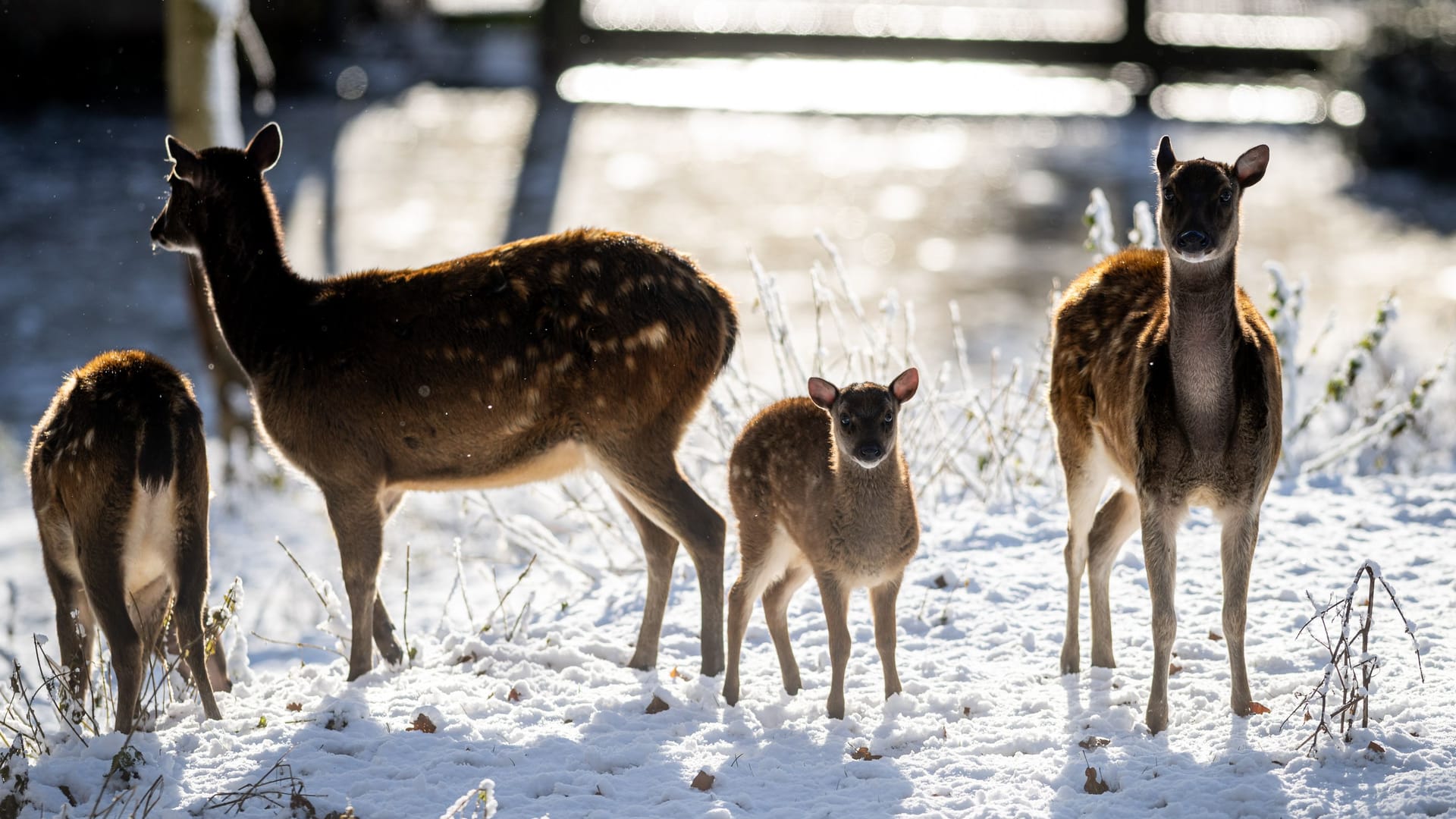 Hirsche im Schnee: Im Tiergarten Nürnberg wird unterschiedlich auf die Kälte reagiert. Hirsche im Schnee: Im Tiergarten Nürnberg wird unterschiedlich auf die Kälte reagiert.