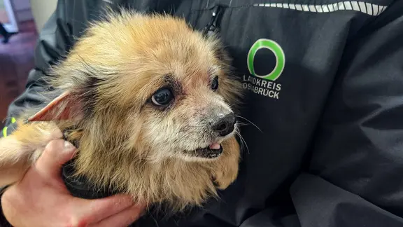 Ein Hund wird auf dem Arm einer Person getragen und schaut verängstigt.