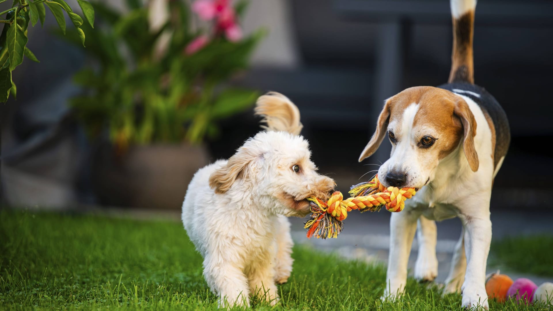 Hunde beim Spielen (Symbolbild): In Hannover können die Vierbeiner toben.