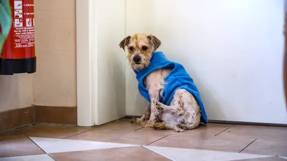 Ein geschorener, verwahrloster Hunde trägt einen Pullover