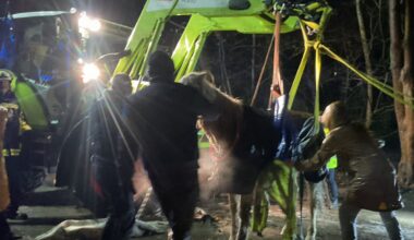 Nur Frontlader kann gestürztes Pferd wieder aufrichten