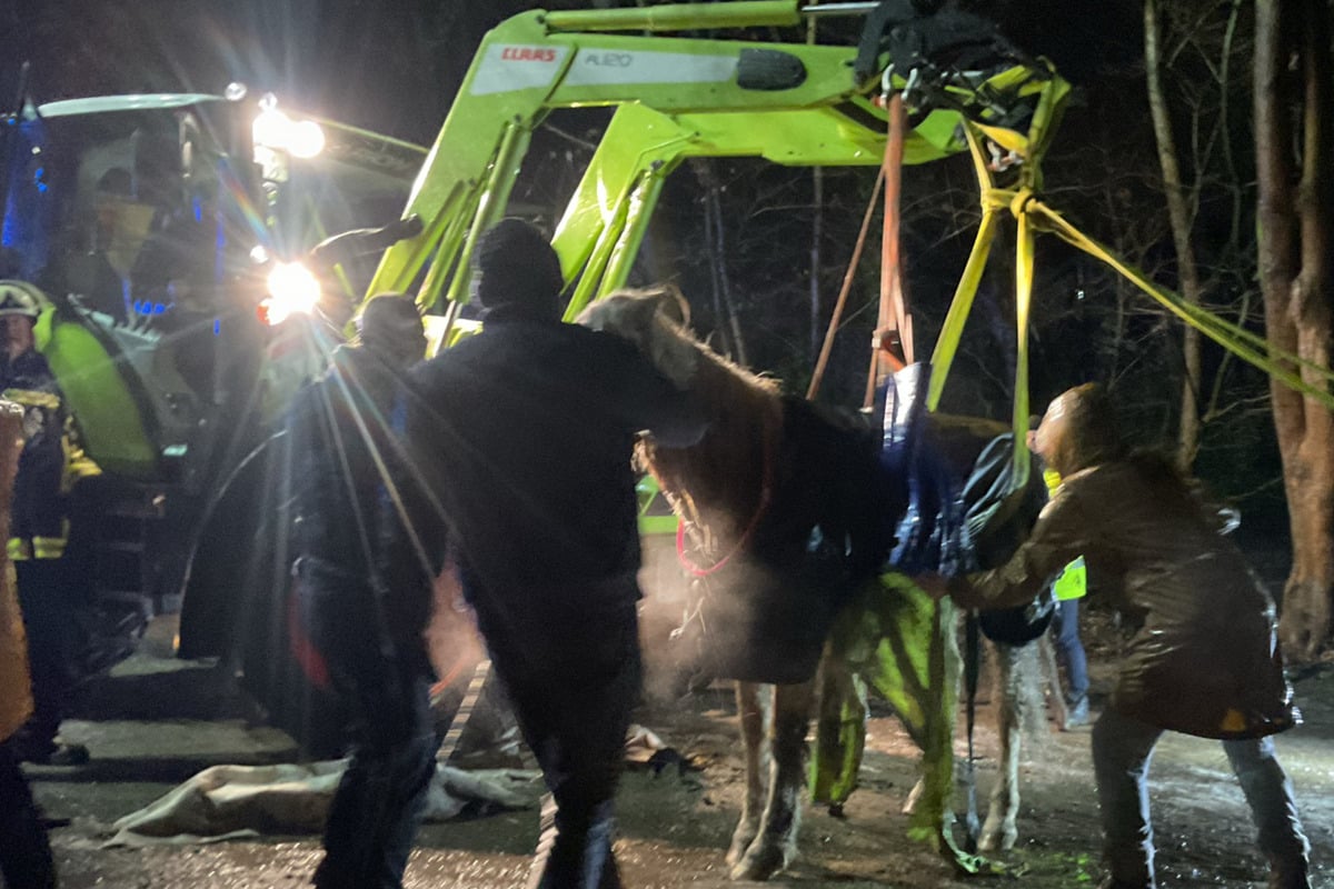 Nur Frontlader kann gestürztes Pferd wieder aufrichten