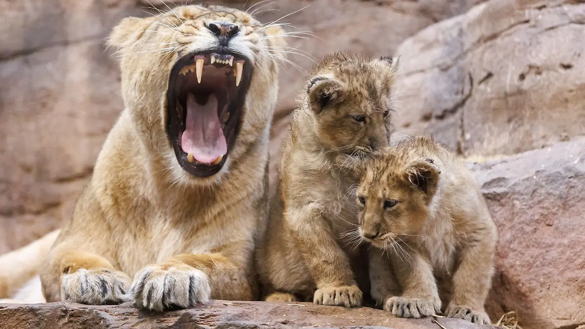 Im Nürnberger Tiergarten ist ein Löwen-Baby gestorben - vermutlich wurde es von der Mutter aufgefressen (Archivbild).