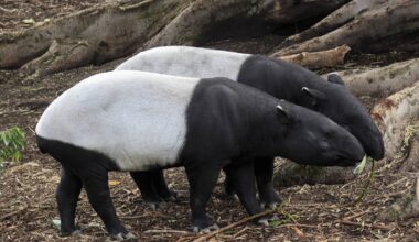 Zwei Schabrackentapire schnuppern an einem Baum in der Natur