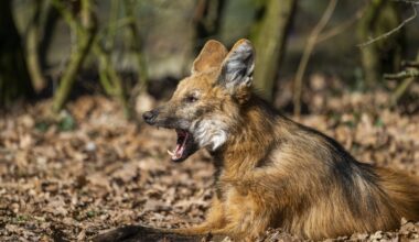 Mähnenwolf in einem Wald