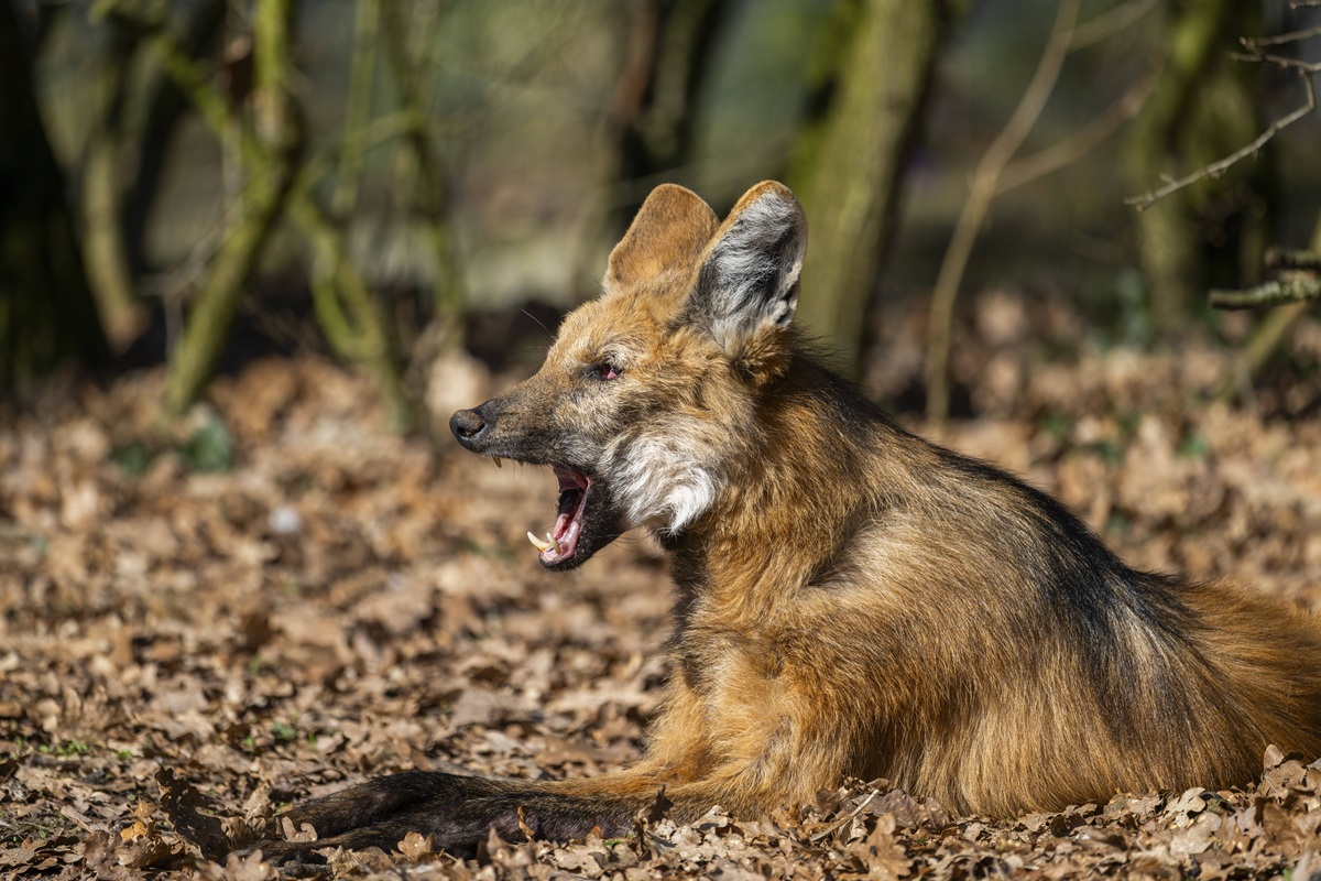 Mähnenwolf in einem Wald
