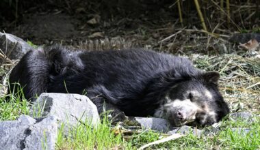 Ein Brillenbär liegt in seinem Zoo-Gehege.