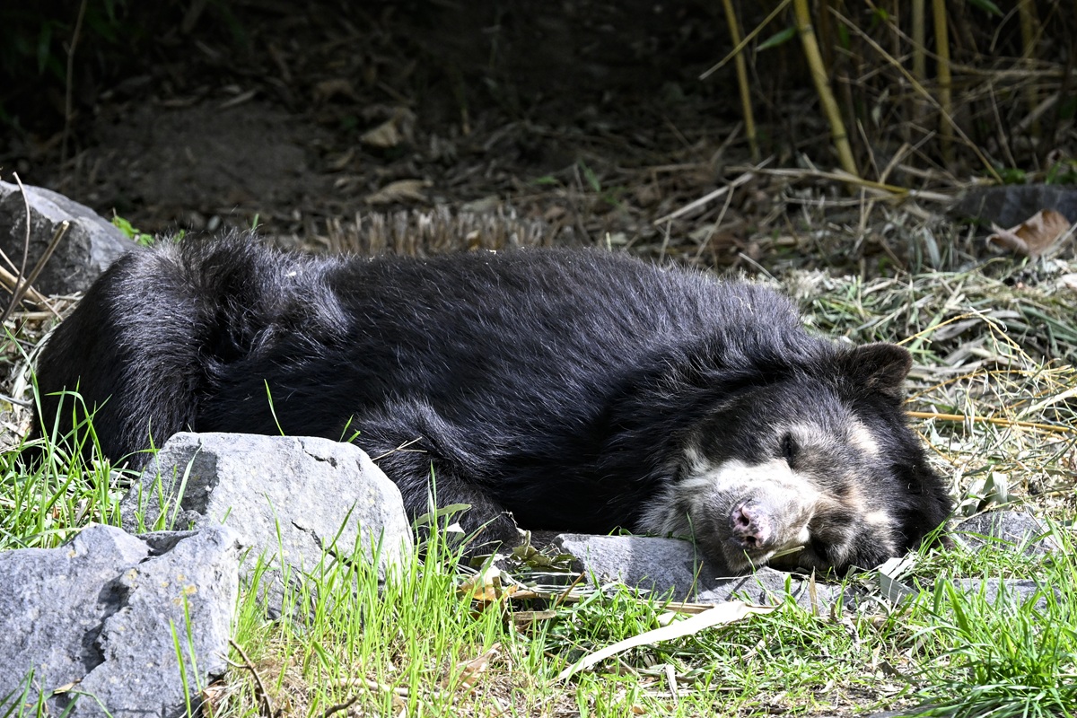 Ein Brillenbär liegt in seinem Zoo-Gehege.