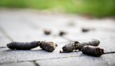 Gänsekot liegt auf einem Gehweg.