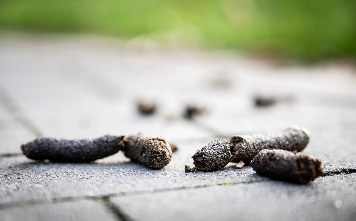 Gänsekot liegt auf einem Gehweg.