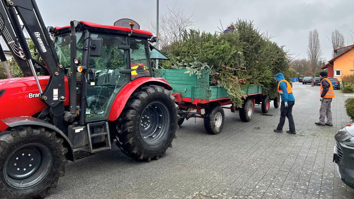 Wo Jugendorganisationen in Karlsruhe die alten Weihnachtsbäume abholen