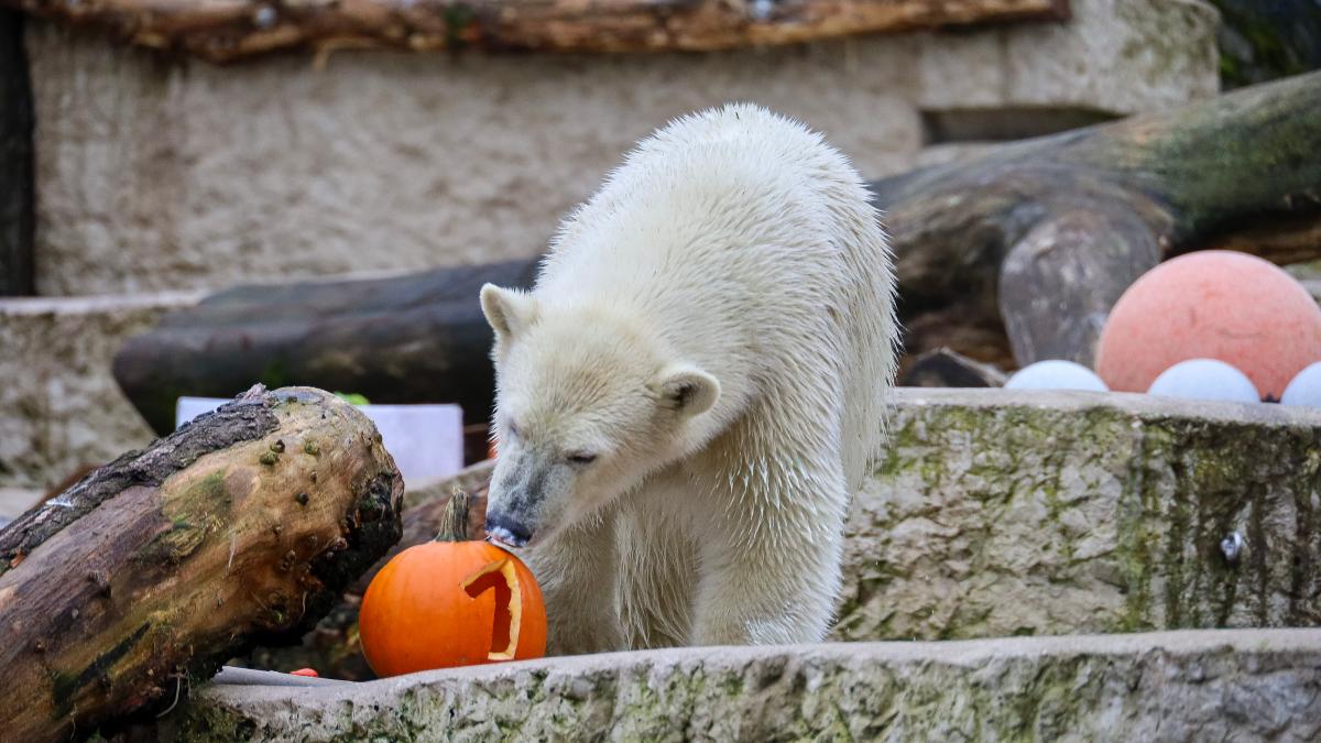 Das sind die Publikums-Magneten und Social-Media-Stars
