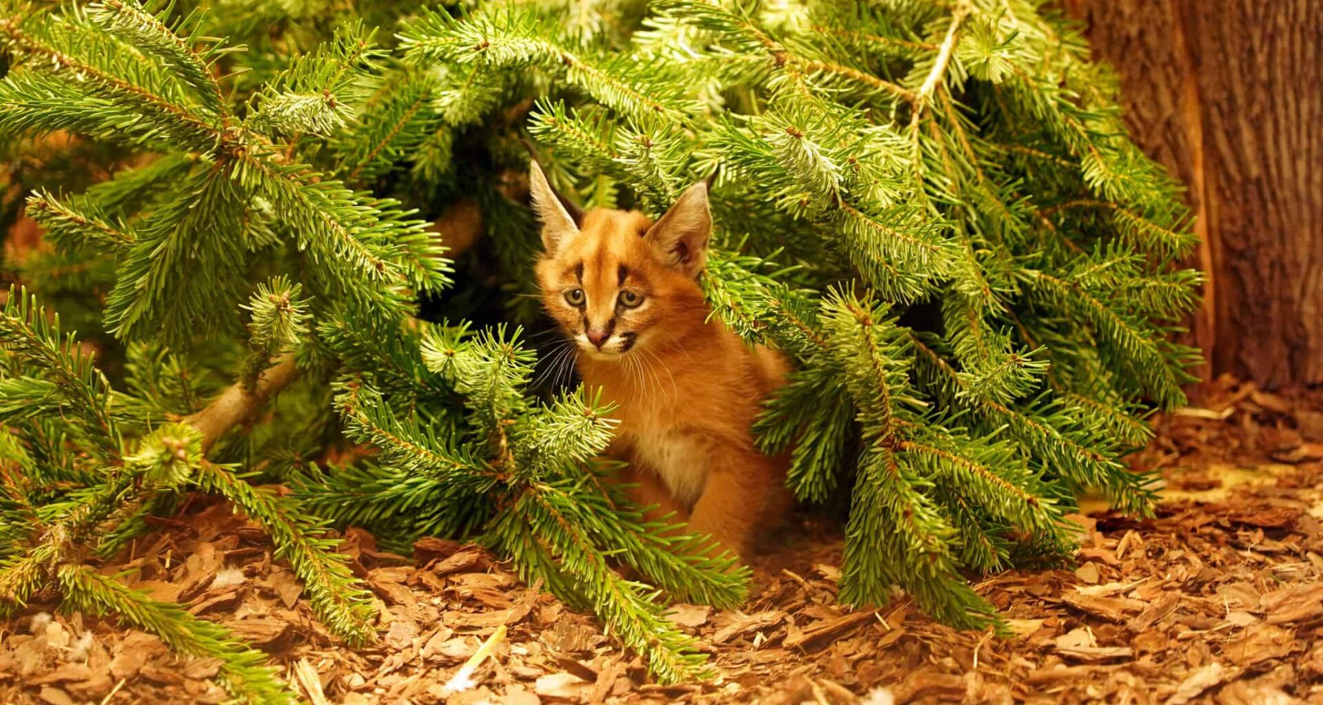 Dresden: Neues Karakal-Kind Karlos im Zoo geboren