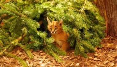 Dresden: Neues Karakal-Kind Karlos im Zoo geboren