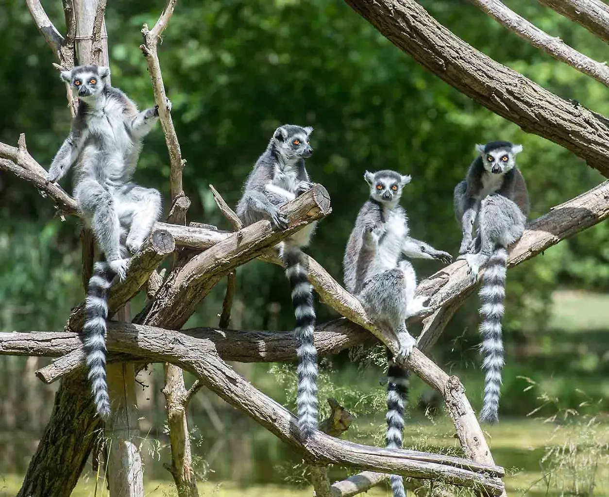 Katta_Tierpark Berlin.jpg Katta_Tierpark Berlin.jpg