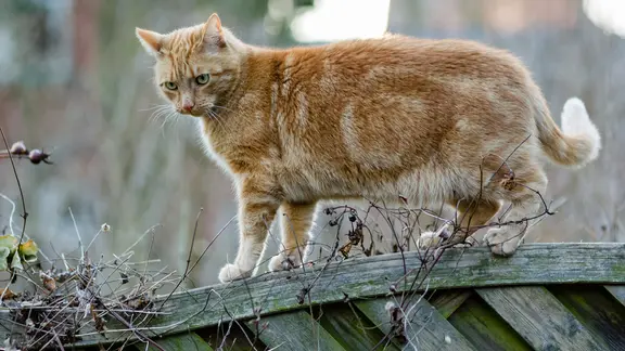 Eine Katze steht in Hamburg auf einem Gartenzaun. | picture alliance / dpa Themendienst | Markus Schloz Eine Katze steht in Hamburg auf einem Gartenzaun.