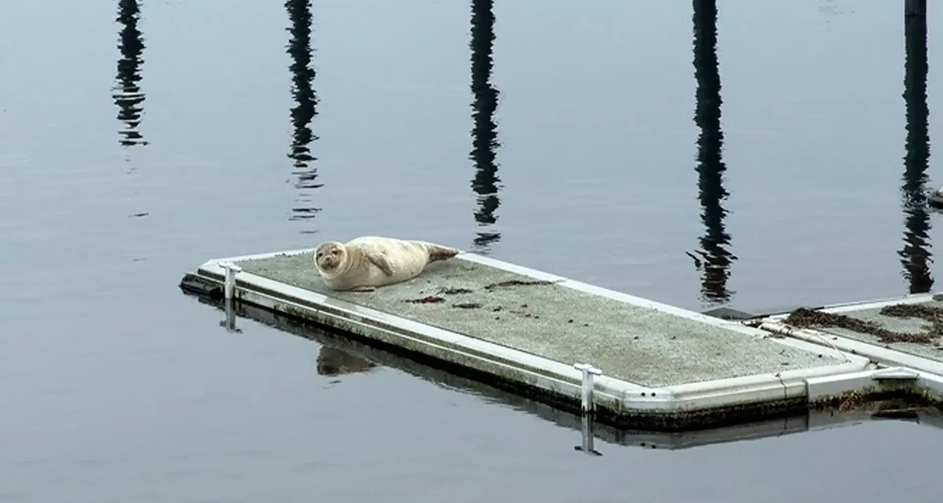 Kegelrobbe ruht sich im Hafen von Kiel-Schilksee aus