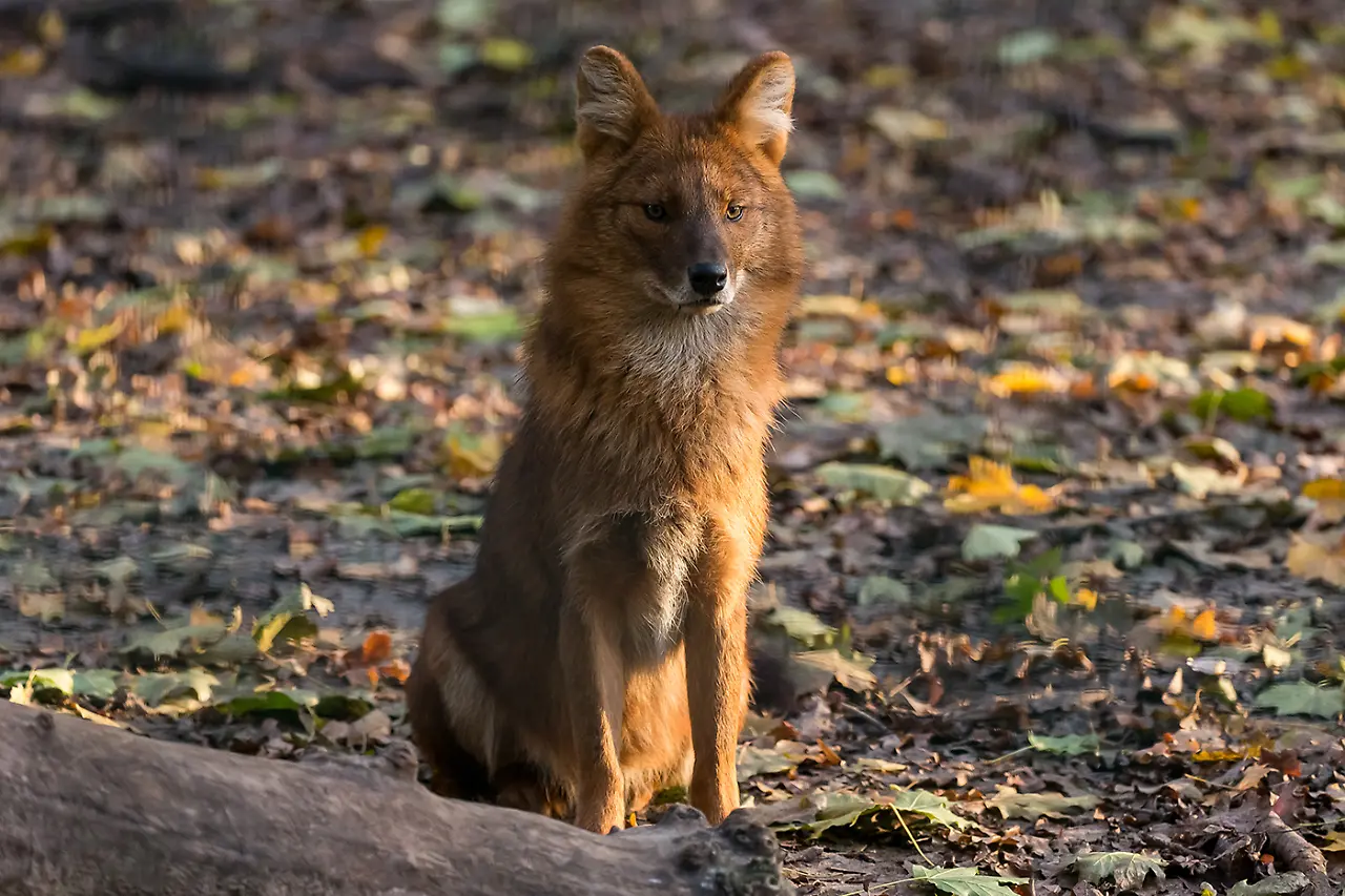 Kiangsi-Rothund_Tierpark Berlin.jpg Kiangsi-Rothund_Tierpark Berlin.jpg