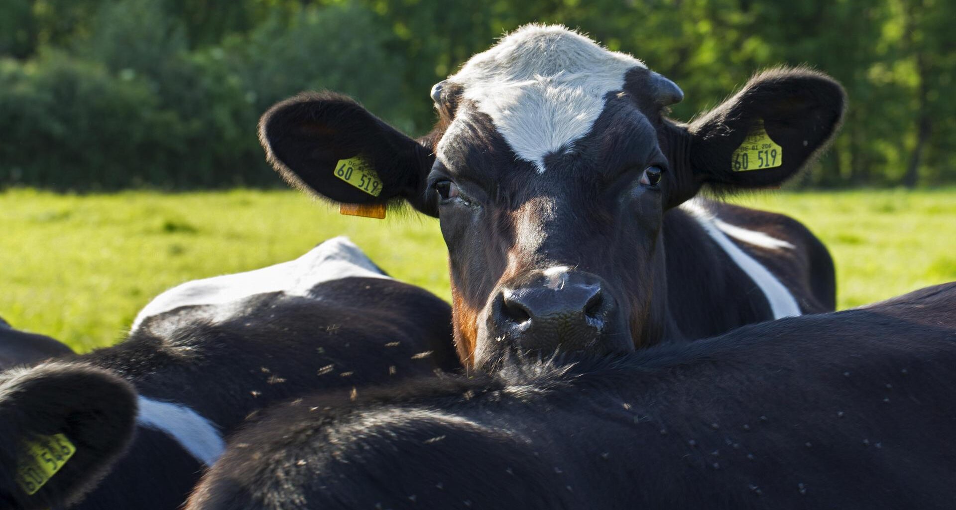 Ein sogenanntes schwarzbuntes Niederungsrind lehnt seinen Kopf ein anderes Rind.