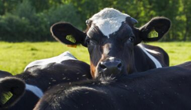 Ein sogenanntes schwarzbuntes Niederungsrind lehnt seinen Kopf ein anderes Rind.
