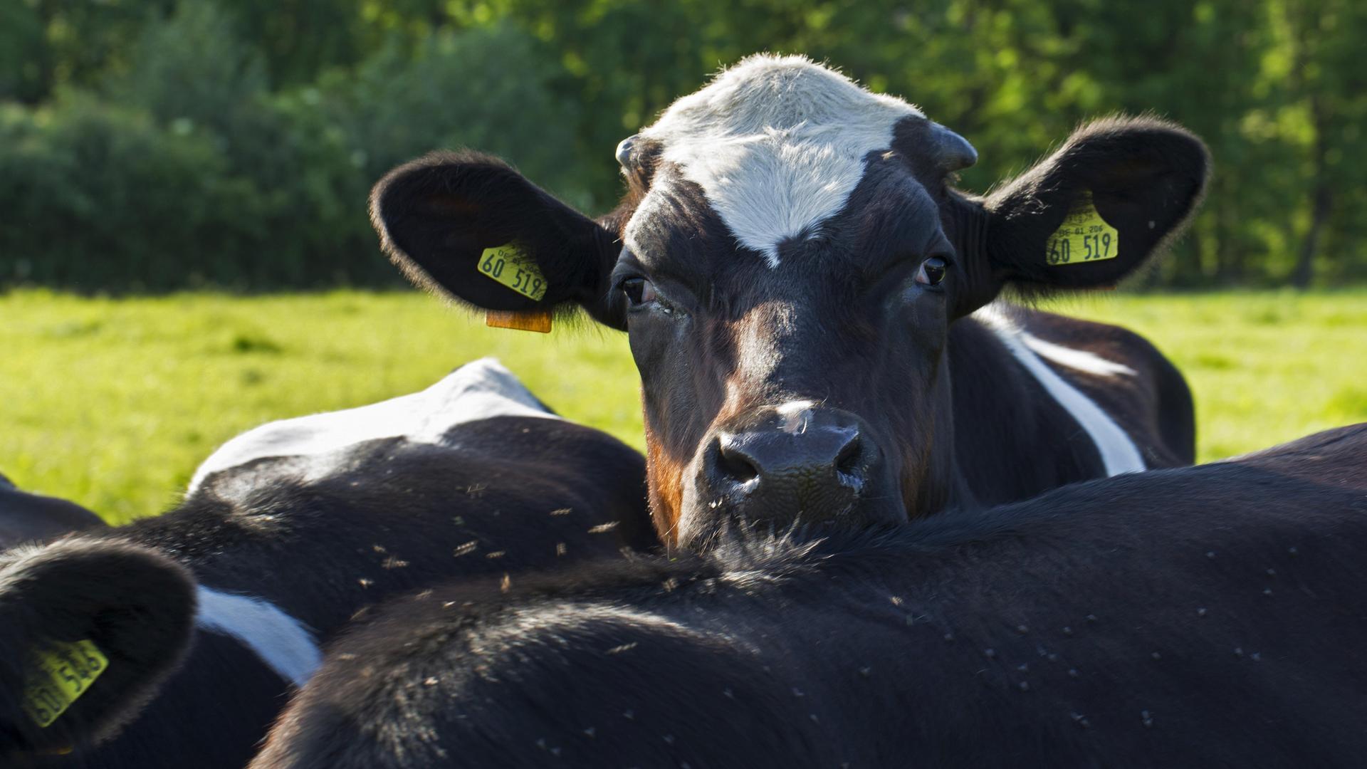 Ein sogenanntes schwarzbuntes Niederungsrind lehnt seinen Kopf ein anderes Rind. Ein sogenanntes schwarzbuntes Niederungsrind lehnt seinen Kopf ein anderes Rind.