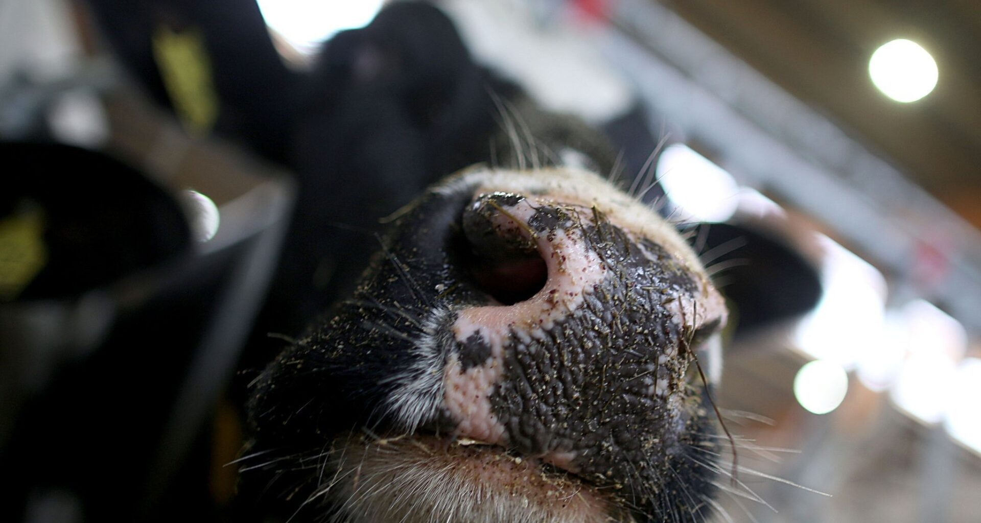 Vogelgrippe bei Kuh in den Niederlanden – Was bedeutet das?