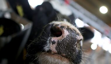 Vogelgrippe bei Kuh in den Niederlanden – Was bedeutet das?