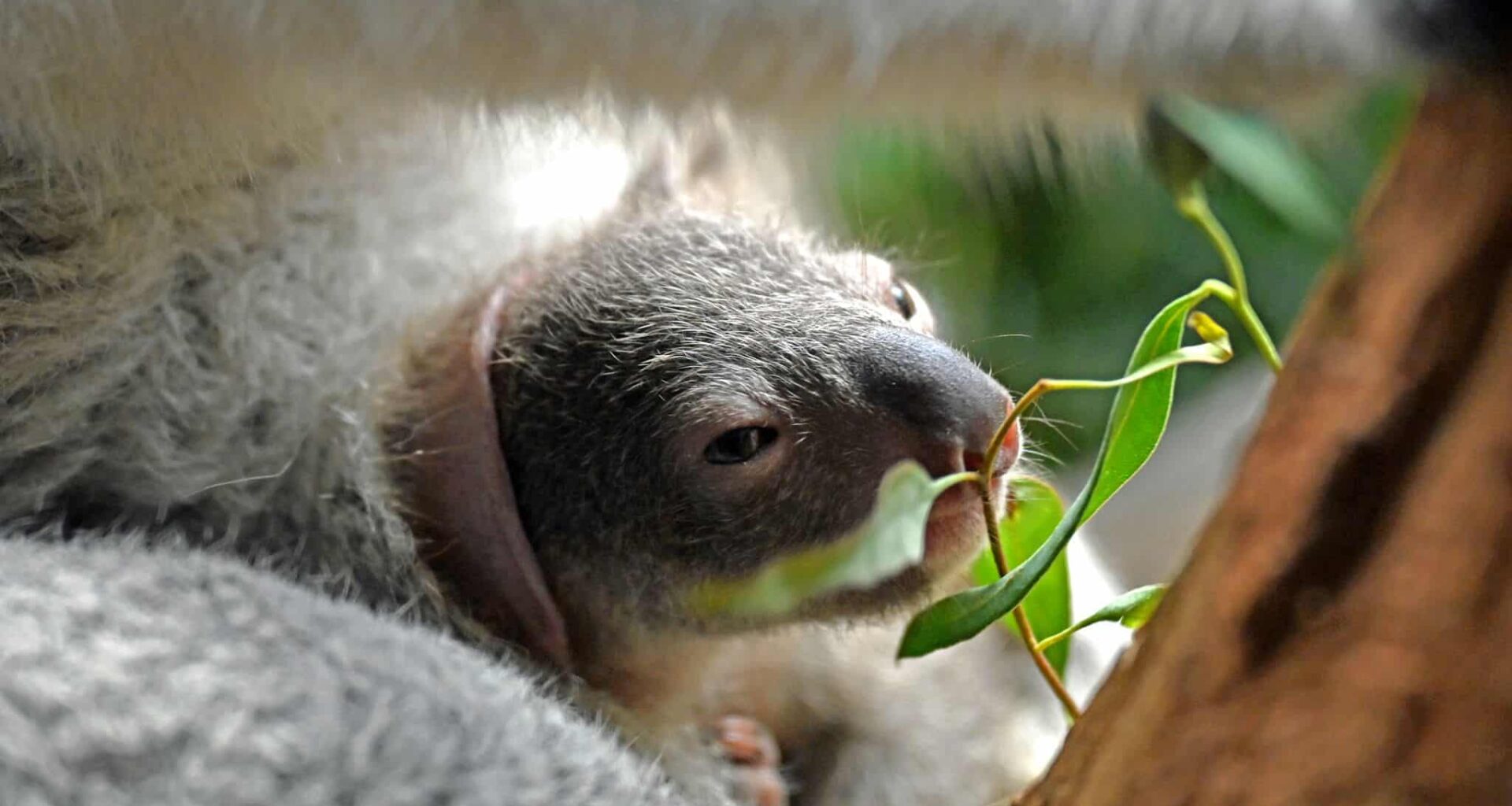 Leipziger Zoo sucht Namen für Koalanachwuchs
