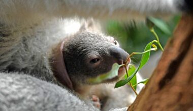 Leipziger Zoo sucht Namen für Koalanachwuchs