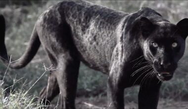 Deutschem Naturfotograf gelingt seltene Aufnahme von schwarzem Leoparden